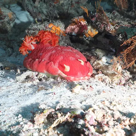 Privatif 66 Nord De Perpignan 4*