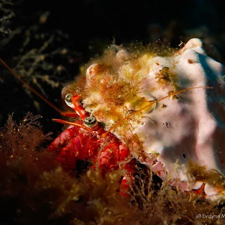 Privatif 66 Nord De Perpignan Gasthof 4*