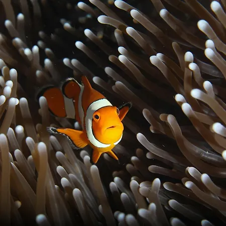 Gasthof Privatif 66 Nord De Perpignan 4*