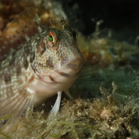 Gasthof Privatif 66 Nord De Perpignan Pia