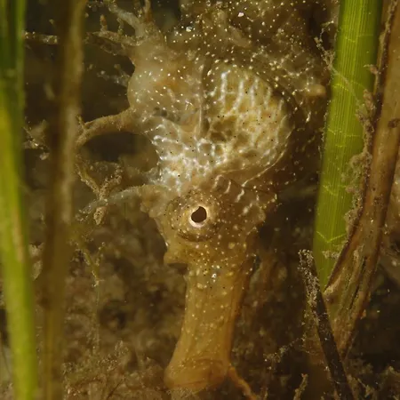 Privatif 66 Nord De Perpignan Pia