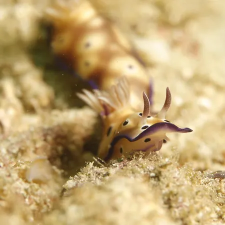 Privatif 66 Nord De Perpignan 4* Pia