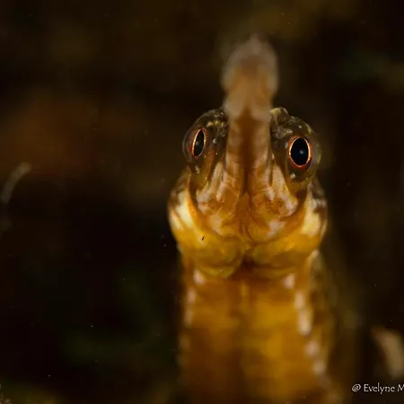 Privatif 66 Nord De Perpignan Gasthof