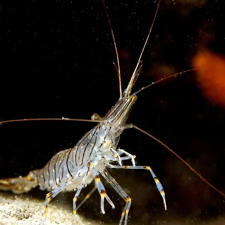 Privatif 66 Nord De Perpignan Gasthof 4*