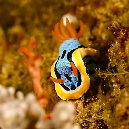 Gasthof Privatif 66 Nord De Perpignan 4*